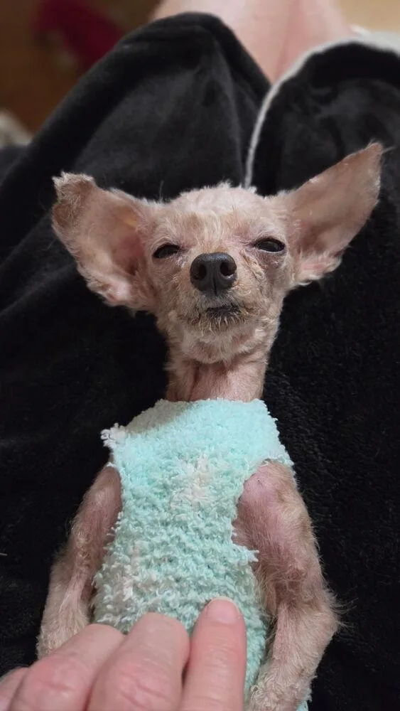 An adult small-sized male Poodle dog named Tom Thumb for adoption in Waterloo, IL