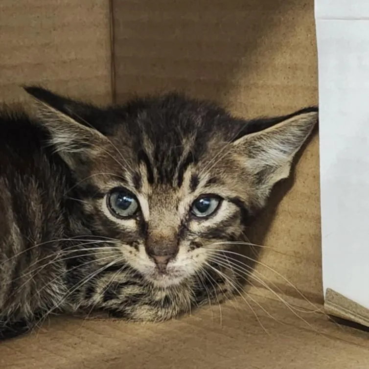 A baby small-sized male Domestic Short Hair cat named Caramel for adoption in Houston, TX