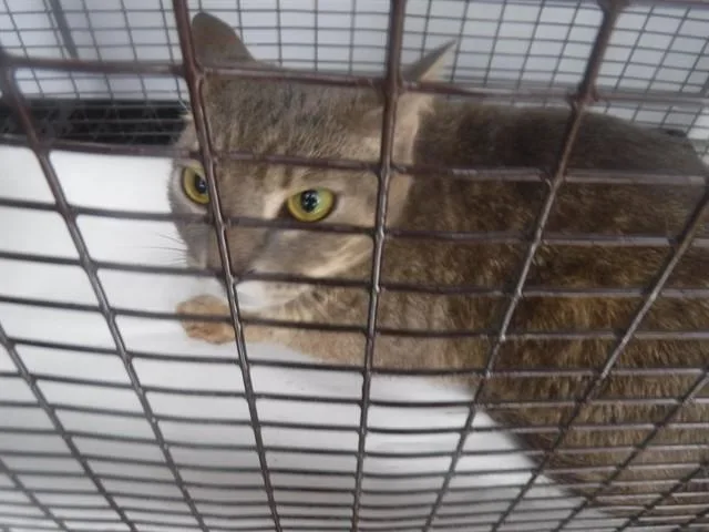 An adult large-sized female Domestic Short Hair cat named Nina for adoption in Miami, FL