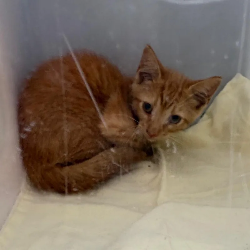 A baby small-sized male Gray / Blue / Silver Domestic Short Hair cat named Snorch for adoption in Columbus, GA