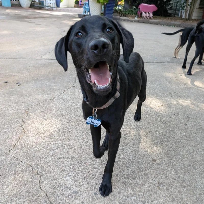 An adult medium-sized male Black Retriever dog named Glansdale for adoption in Wake Forest, NC