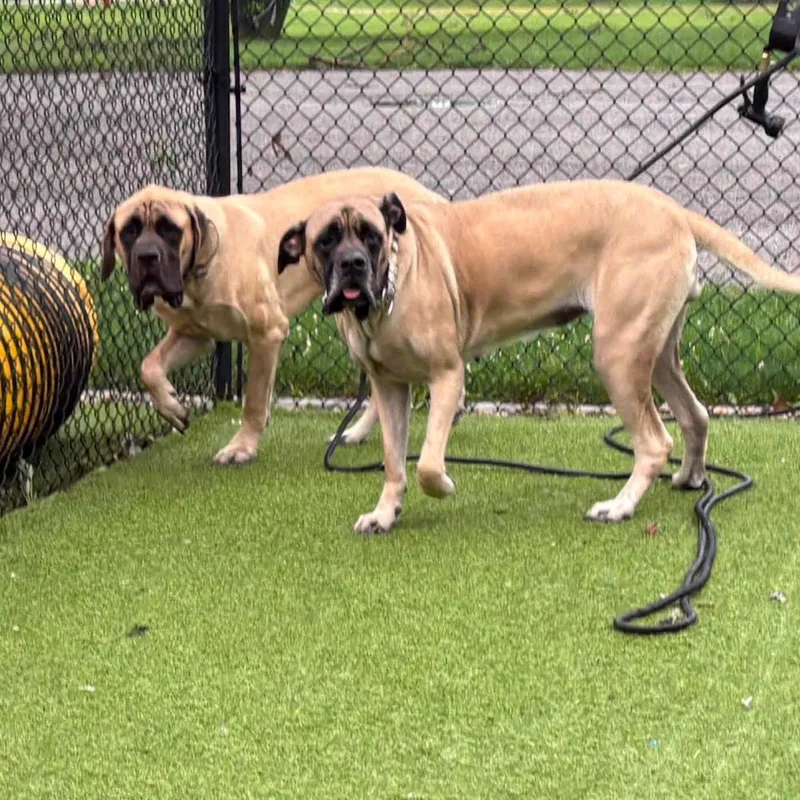 An adult extra large-sized male Yellow / Tan / Blond / Fawn Mastiff dog named Buster goes with for adoption in Westville, IN