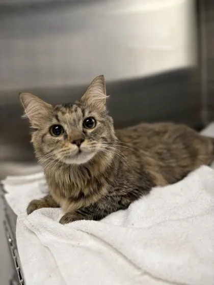 An adult medium-sized female Domestic Long Hair cat named Mauve for adoption in Missoula, MT