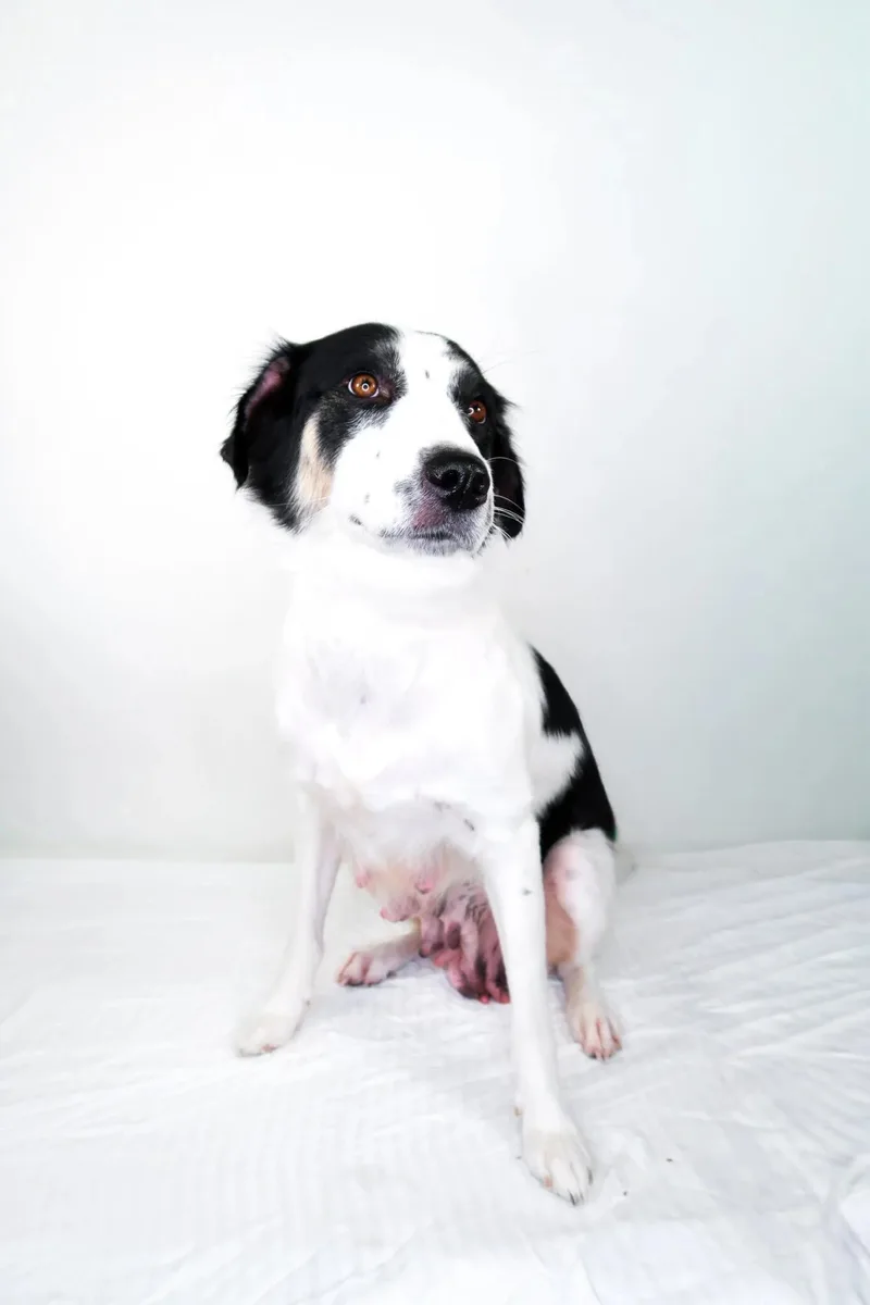 An adult medium-sized female White / Cream Australian Shepherd dog named Lindey for adoption in Bixby, OK
