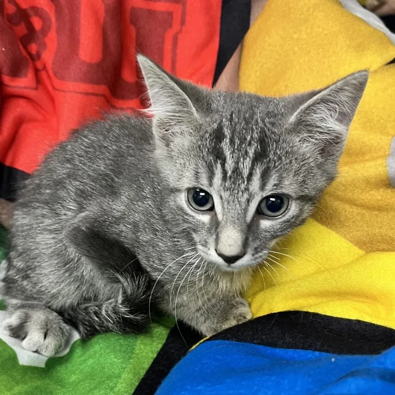A baby small-sized male Gray / Blue / Silver Domestic Short Hair cat named Gomez for adoption in Henderson, NV