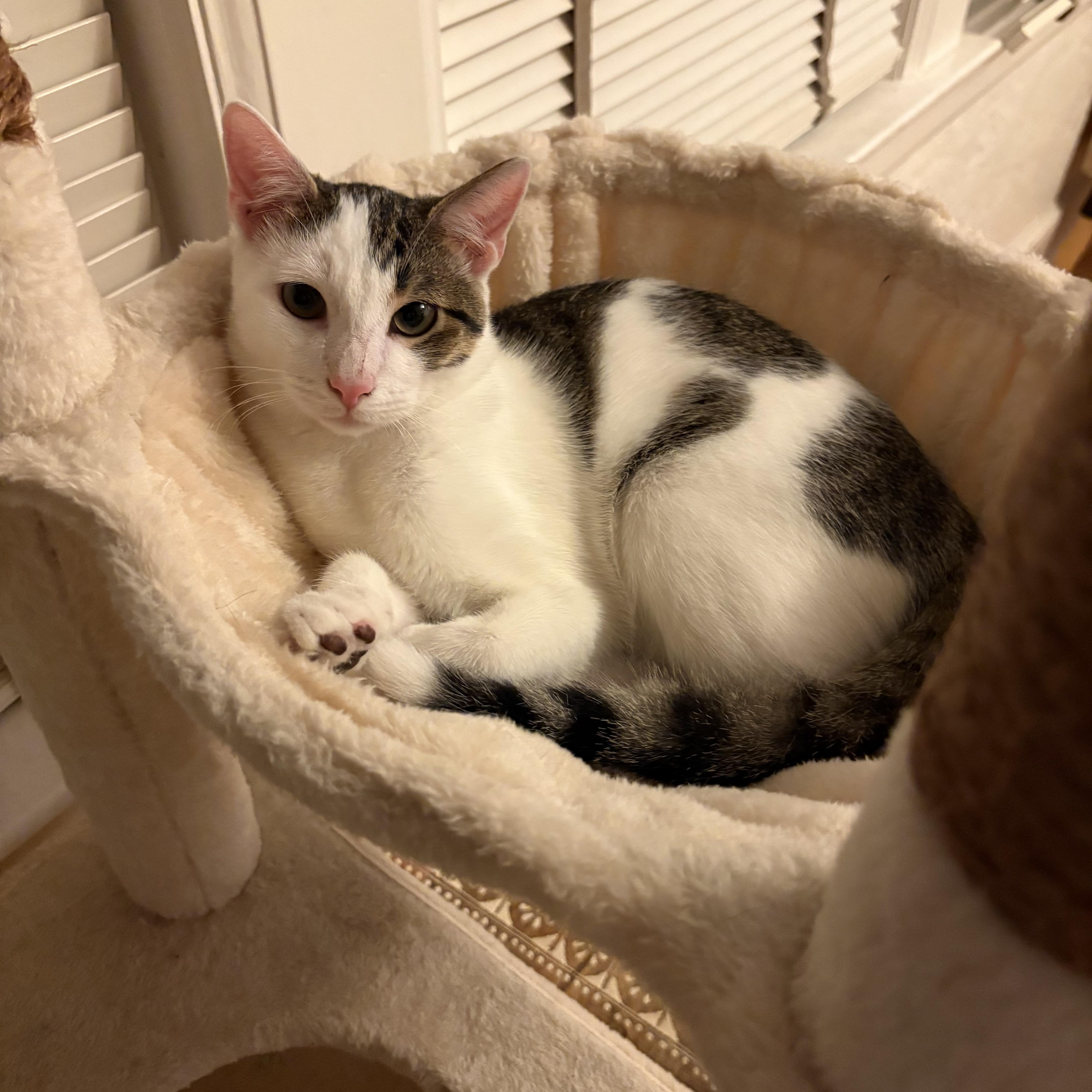 A baby medium-sized male Tabby (Brown / Chocolate) Domestic Short Hair cat named Capri for adoption in Jacksonville, FL
