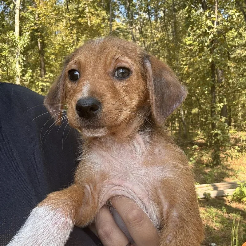 A baby small-sized male Australian Cattle Dog / Blue Heeler dog named Copper for adoption in Lake Jackson, TX
