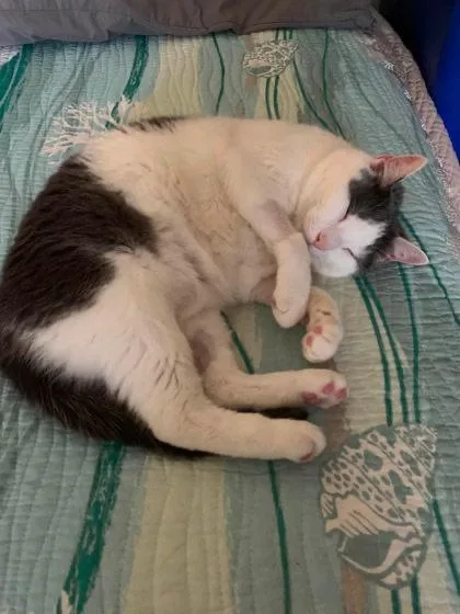 A senior small-sized male Gray & White Domestic Short Hair cat named November in Maine for adoption in Cumberland, ME