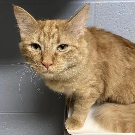 A young medium-sized female Domestic Medium Hair cat named Goldie for adoption in DeKalb, IL