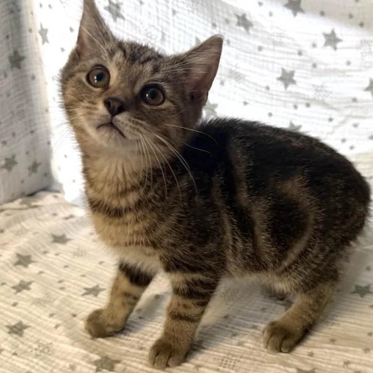 A baby medium-sized male Tabby (Brown / Chocolate) Domestic Short Hair cat named Cosmo for adoption in Greensburg, PA