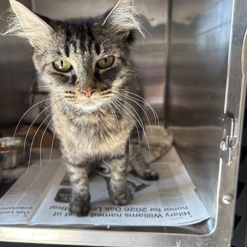 A young medium-sized female Gray / Blue / Silver Domestic Medium Hair cat named Sara for adoption in Oak Hill, WV