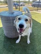 An adult medium-sized male Mixed Breed dog named Murphy for adoption in Denton, TX