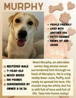 Murphy thumbnail 4