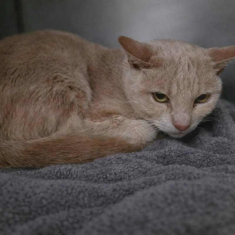 An adult medium-sized male Orange / Red Domestic Short Hair cat named Mozzarella for adoption in San Jacinto, CA