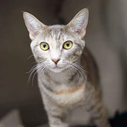 A young small-sized female Gray / Blue / Silver Domestic Short Hair cat named Mavis for adoption in Atlanta, GA