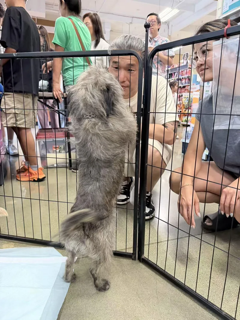 A young small-sized male Black Shih Tzu dog named Vincent for adoption in Van Nuys, CA
