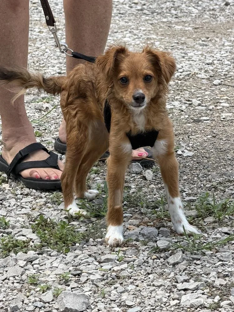 A baby small-sized female Mixed Breed dog named Ginny for adoption in Waterloo, IL
