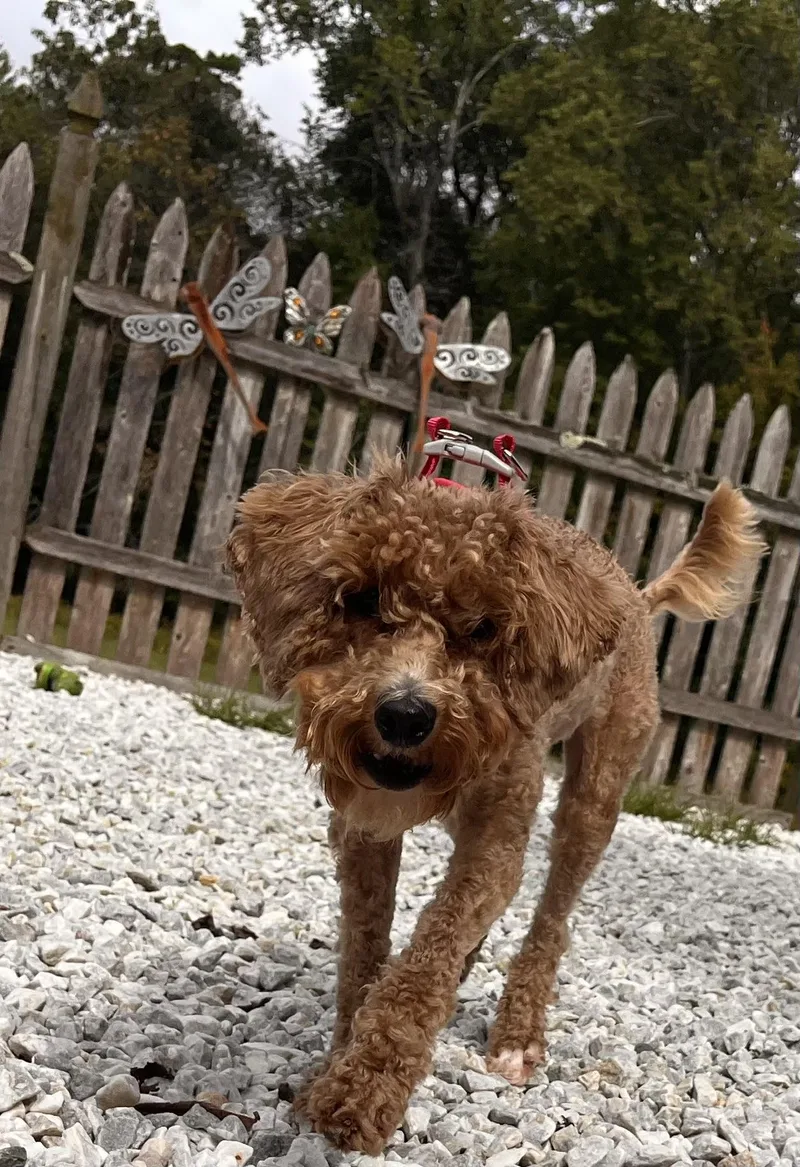 A young small-sized female Golden Poodle dog named Sunny for adoption in Egg Harbor City, NJ