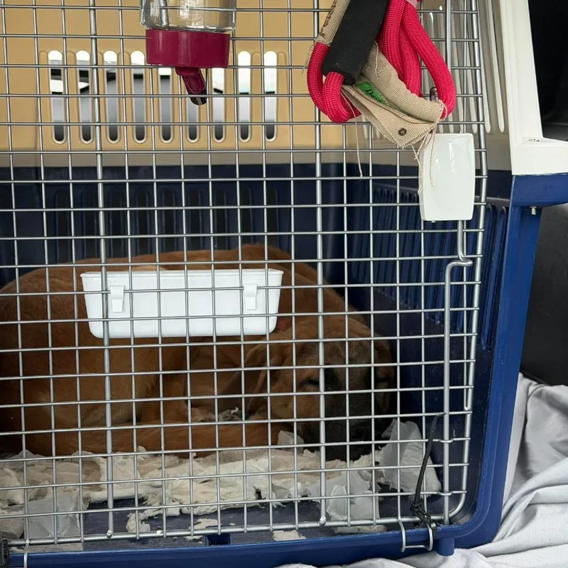 A young medium-sized male Mastiff dog named Simon for adoption in Northbrook, IL