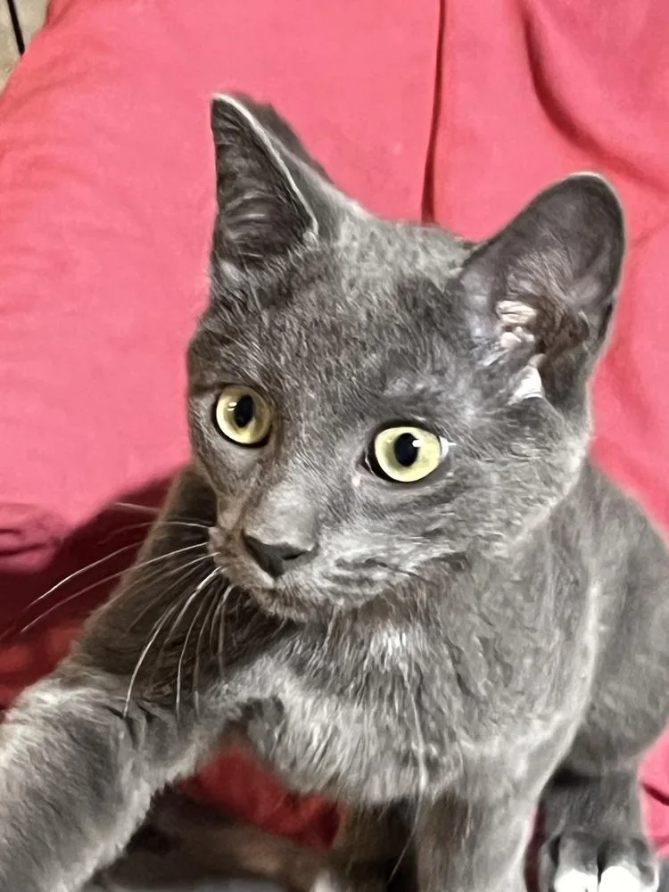 A baby small-sized male Domestic Short Hair cat named Puddin for adoption in Bolton, CT