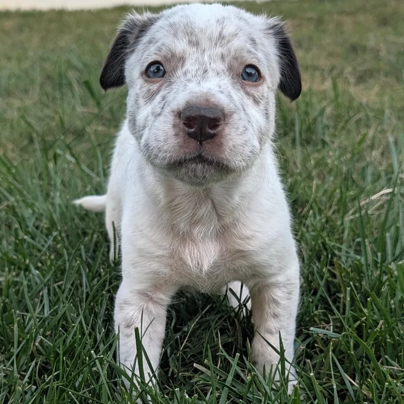 A baby medium-sized male White / Cream Mixed Breed dog named Queso for adoption in Durham, NC