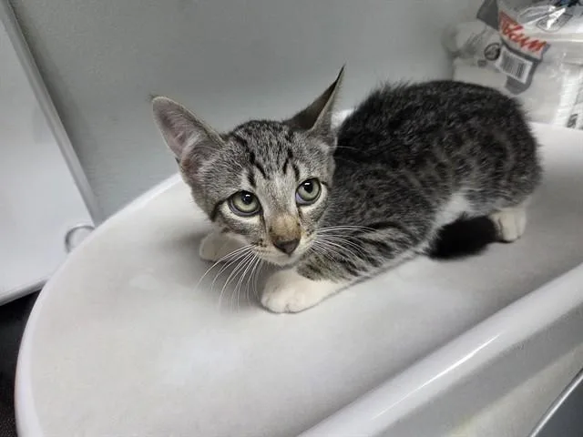 A baby small-sized male Domestic Short Hair cat named Truman for adoption in Antioch, CA