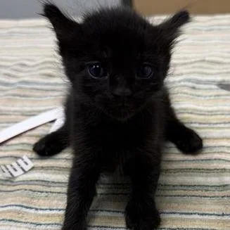 A baby small-sized male Black Domestic Short Hair cat named Frodo for adoption in Jacksonville, FL