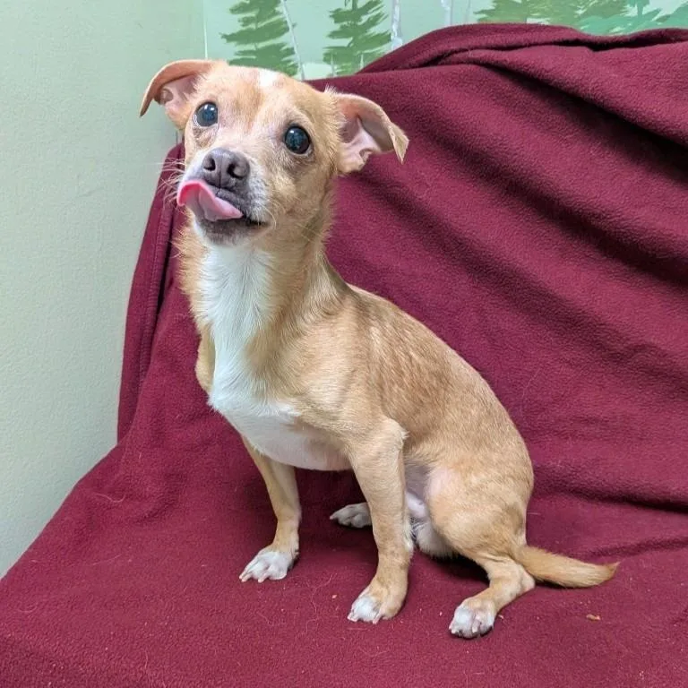 An adult small-sized male Chihuahua dog named Hitchhiker for adoption in Logan, UT