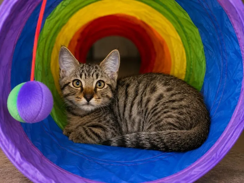 A baby small-sized male Domestic Short Hair cat named Chuck E. Cheese for adoption in Sebastian, FL