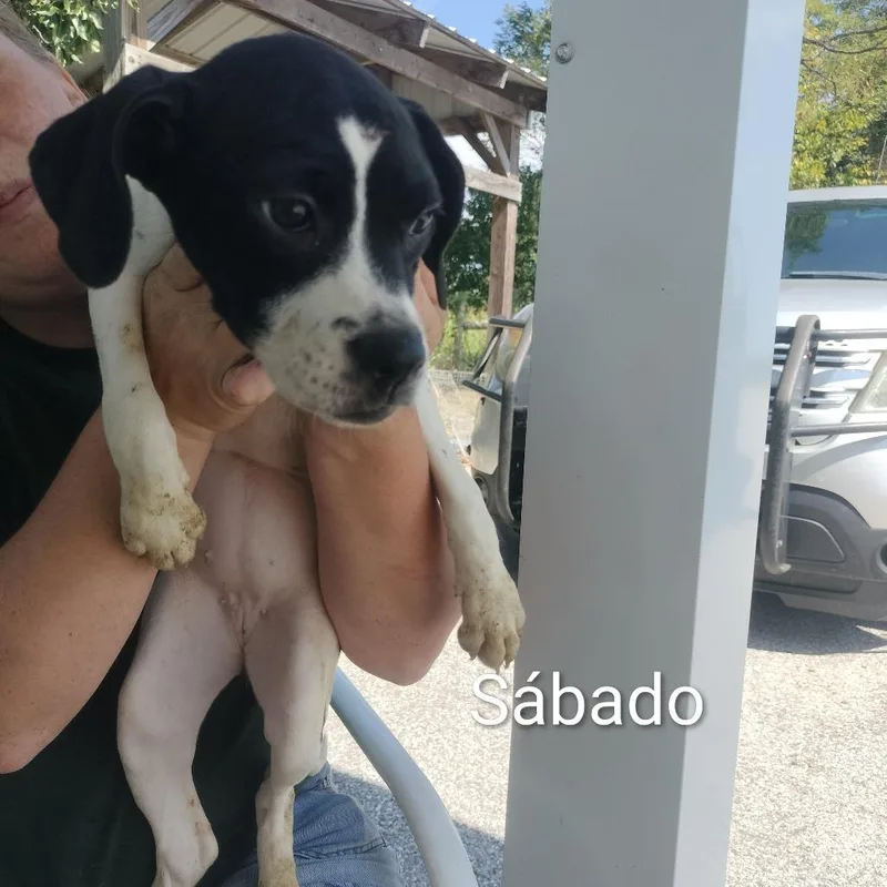 A baby small-sized female White / Cream Mixed Breed dog named Sabado for adoption in Brooksville, KY