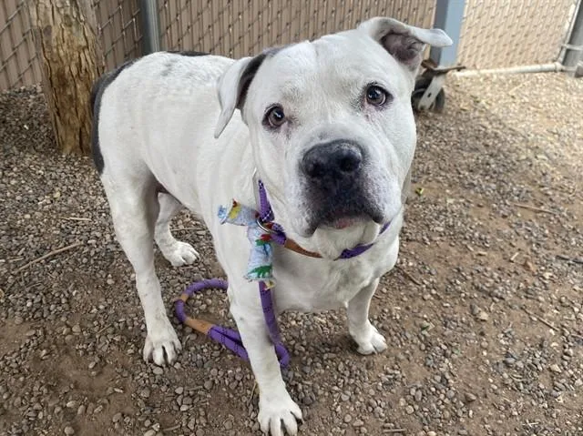An adult large-sized male Pit Bull Terrier dog named Dwight for adoption in Phoenix, AZ