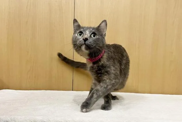 An adult small-sized female Domestic Short Hair cat named Remy for adoption in Saint Louis, MO