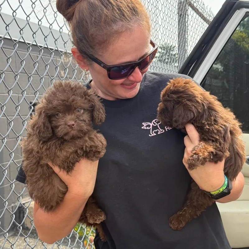 A baby small-sized male Brown / Chocolate Mixed Breed dog named Chocolate Milk for adoption in West Chester, PA