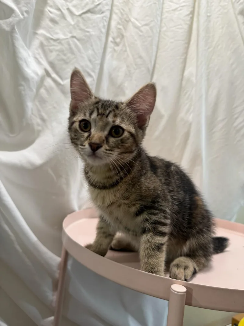 A baby small-sized female Domestic Short Hair cat named Stubby for adoption in Long Beach, CA