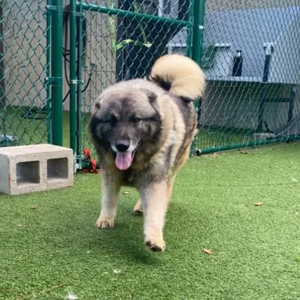 An adult medium-sized male Yellow / Tan / Blond / Fawn Norwegian Elkhound dog named Summit for adoption in LOXAHATCHEE, FL