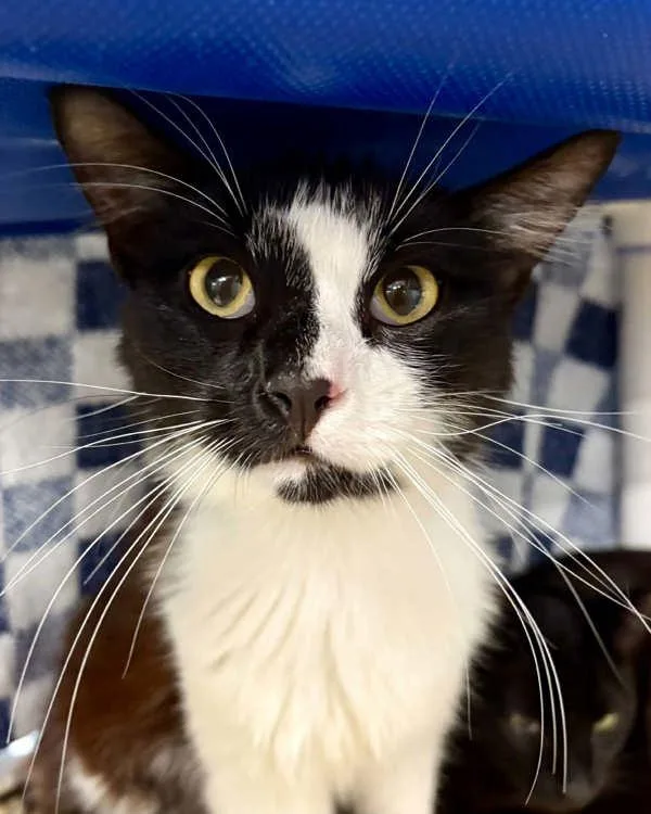 A young small-sized male Domestic Short Hair cat named Cypress for adoption in Novato, CA