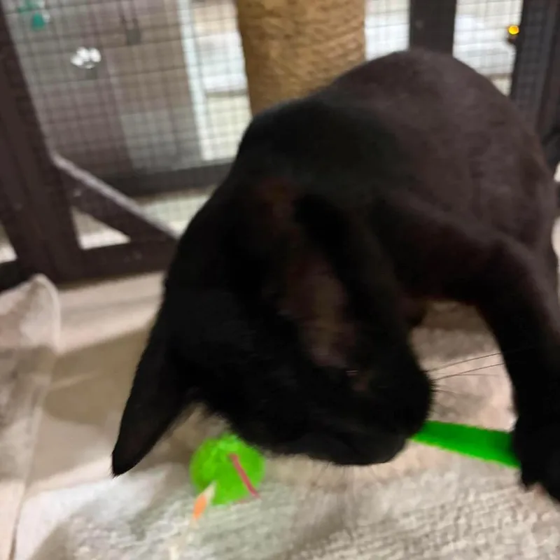 A young medium-sized female Black Domestic Short Hair cat named Lisa for adoption in Seminole, FL