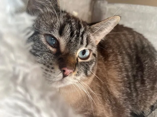A young medium-sized female Siamese cat named My Little Love Bug for adoption in Eagle Point, OR