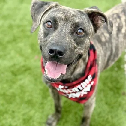 Snickers thumbnail 2