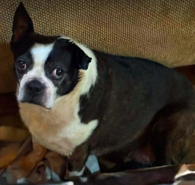 A baby medium-sized female Black Boston Terrier dog named Bertha for adoption in North Richland Hills, TX