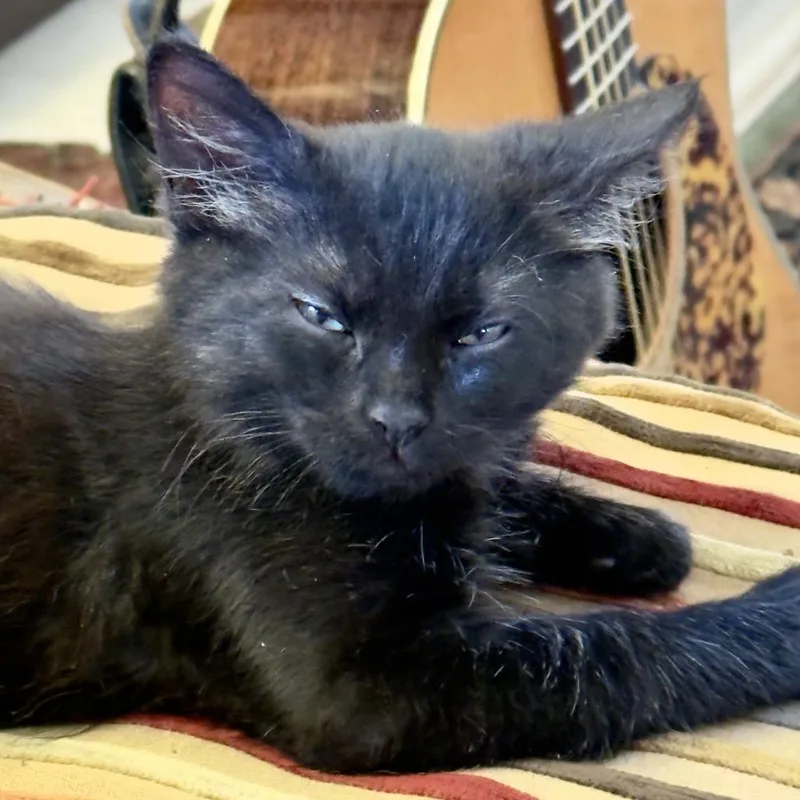 A baby small-sized female Black Domestic Medium Hair cat named Zoey for adoption in Santa Rosa, CA