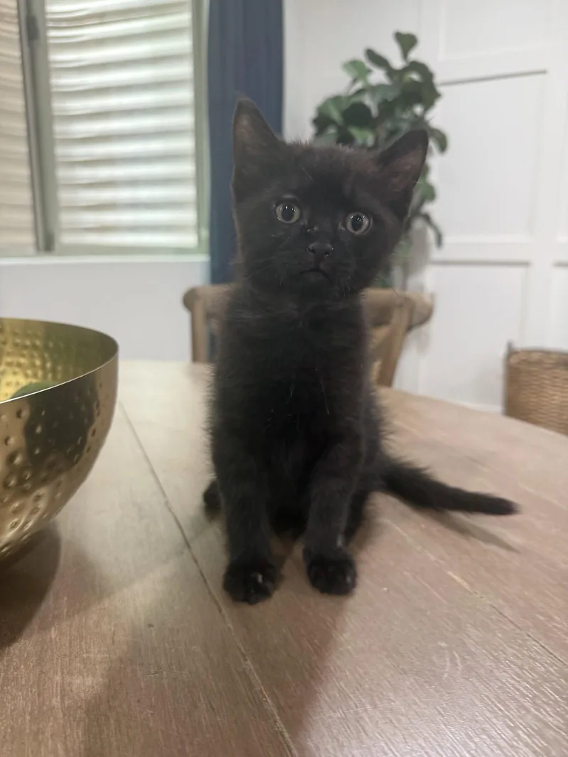 A young medium-sized male Black Domestic Short Hair cat named Charlie for adoption in Scottsdale, AZ
