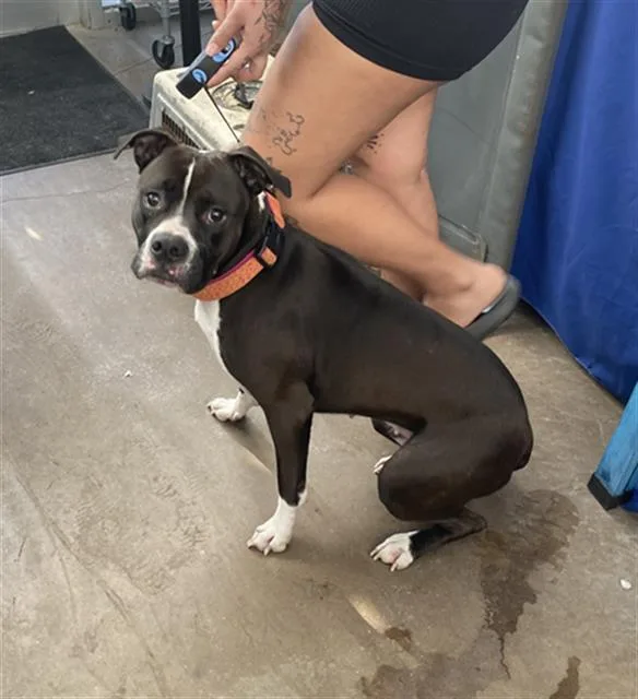 A young large-sized female Mixed Breed dog named Luna for adoption in Dallas, TX
