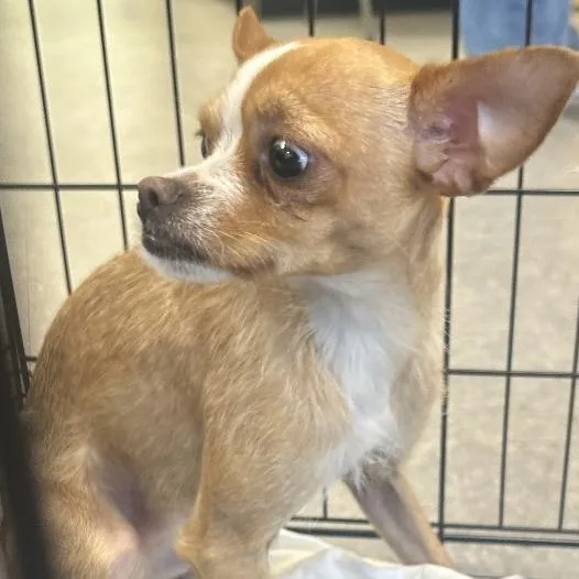 An adult small-sized male Golden Chihuahua dog named Bridge for adoption in West Chester, PA