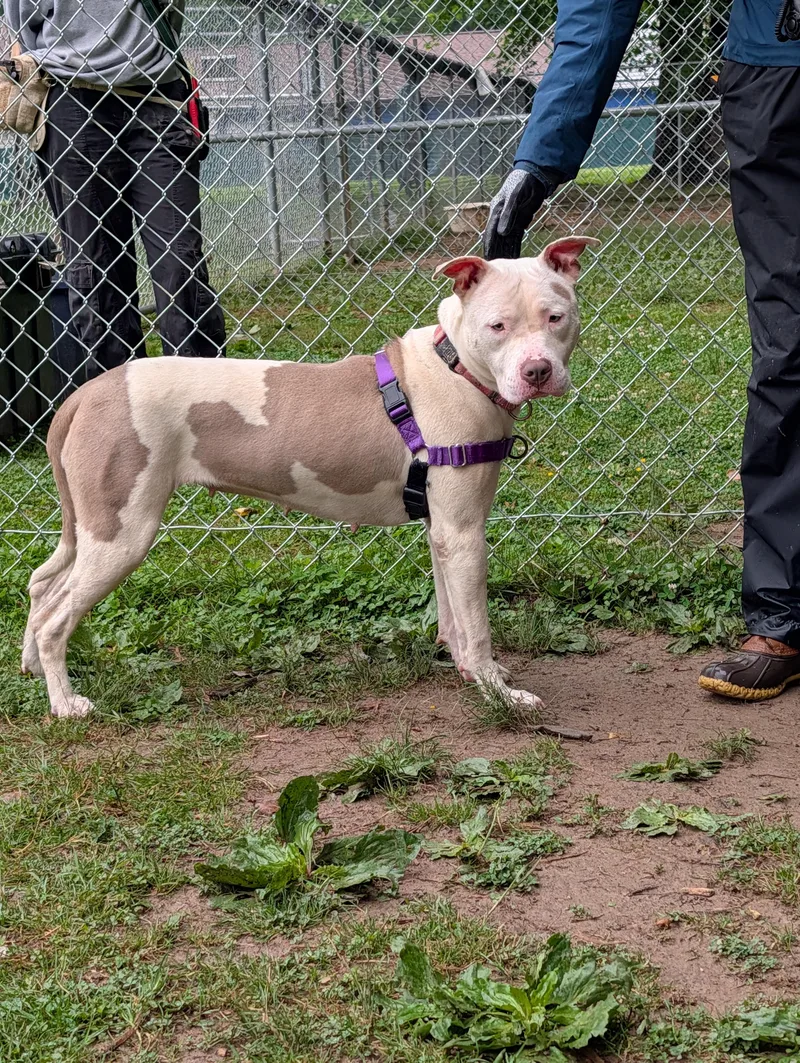 A young medium-sized female Pit Bull Terrier dog named Ella for adoption in Reisterstown, MD