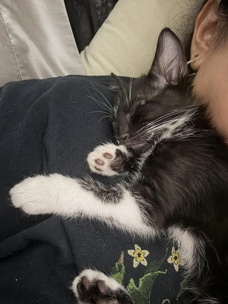 A baby small-sized male Black & White / Tuxedo Domestic Short Hair cat named Saroo for adoption in Dallas, TX