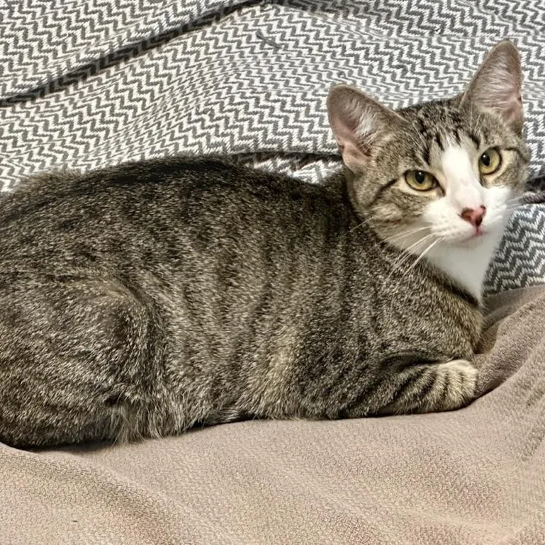 Dog Aka Tessellation