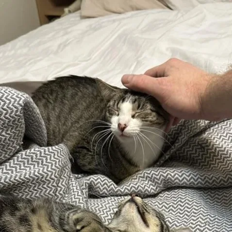 Dog Aka Tessellation thumbnail 2