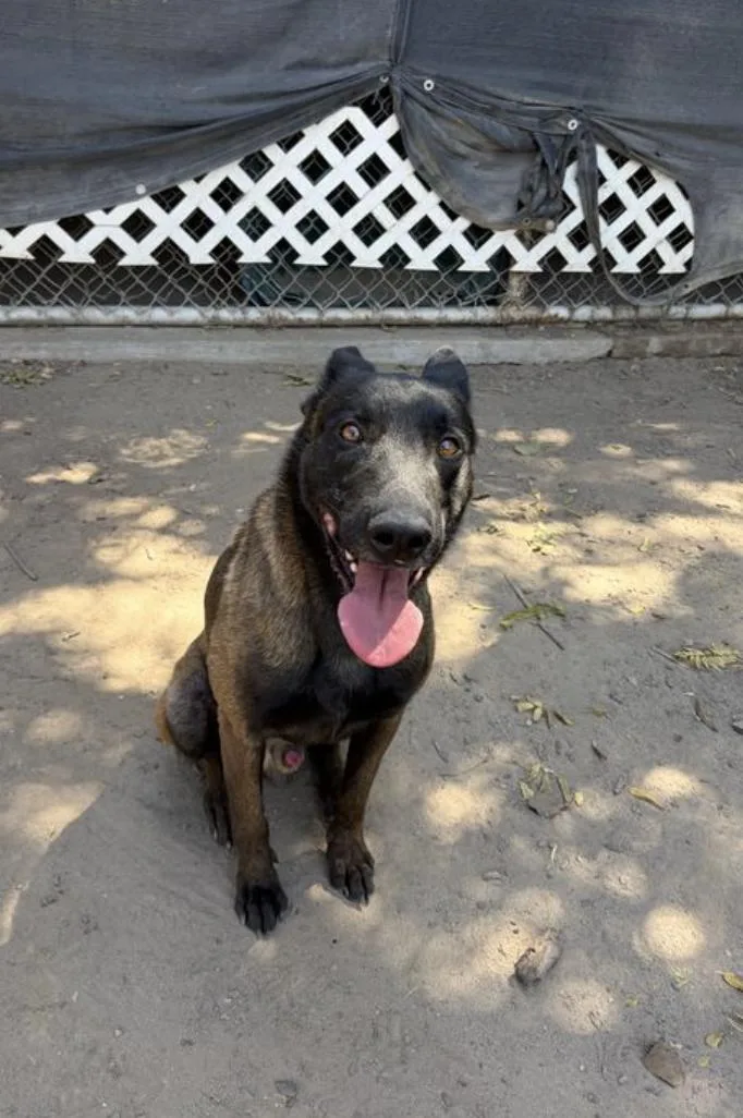 A young medium-sized male Black Belgian Shepherd / Malinois dog named Apollo for adoption in Davis, CA