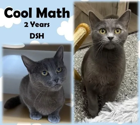 An adult medium-sized male Gray / Blue / Silver Domestic Short Hair cat named Cool Math for adoption in Franklin, IN